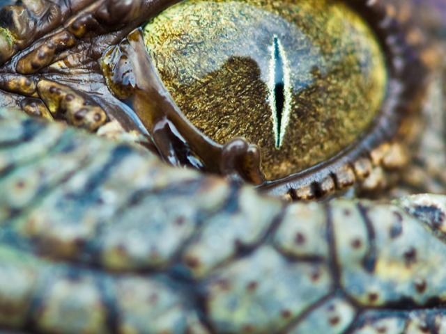 Крокодил, глаз