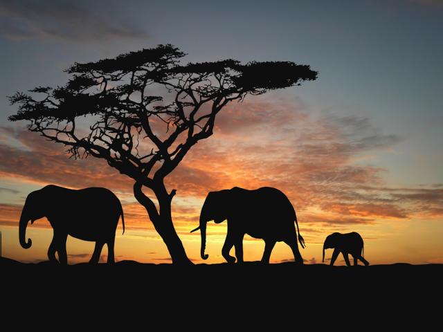Слоны, семья, силуэты, закат