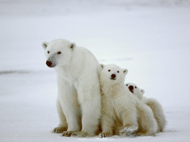 Белый медведь, семья
