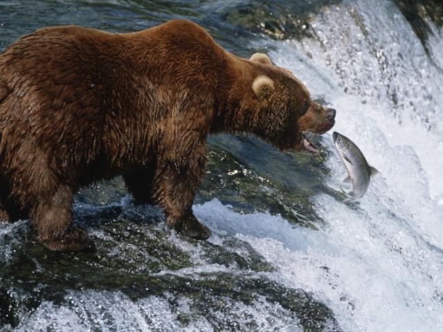 Белый медведь ловит рыбу