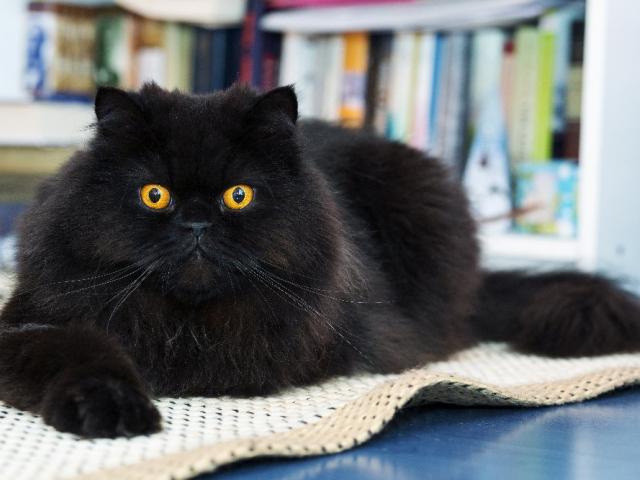Чёрный кот, книги