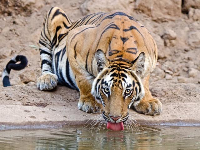 Тигр, водопой