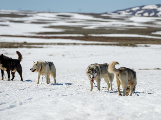Сибирские хаски, собаки