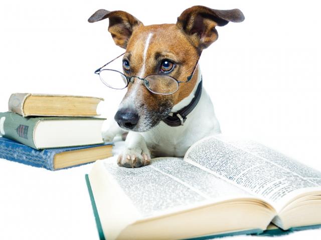 Собака, книги