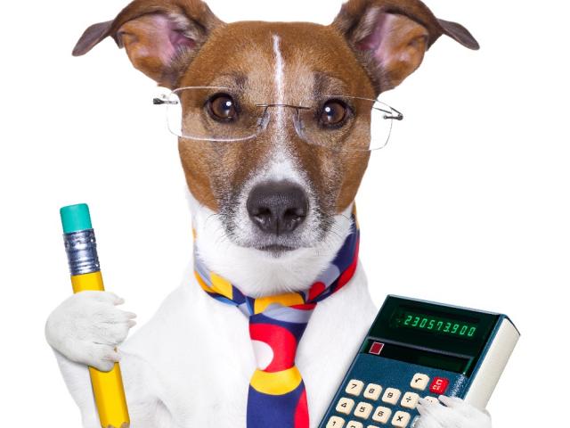 Собака, калькулятор, карандаш