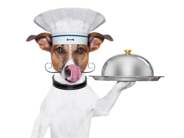 Собака, повар, блюдо