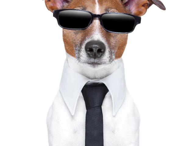 Собака, агент, солнечные очки
