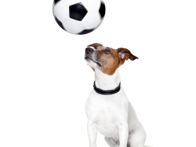 Собака, футбольный мяч