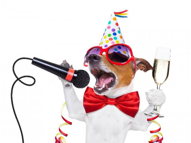Собака, праздник, караоке, шампанское