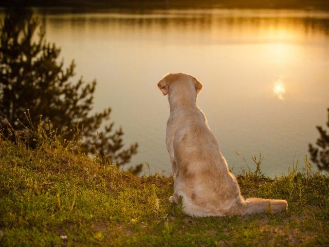 Собака, озеро, закат