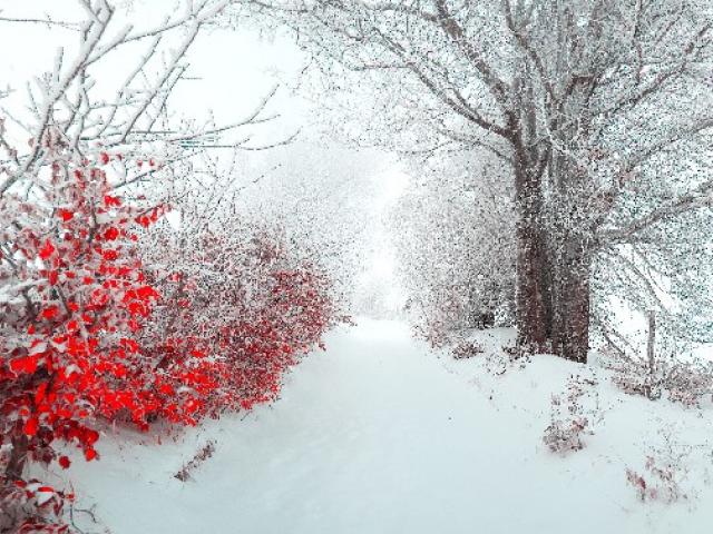Ярко-красные листья в снегу