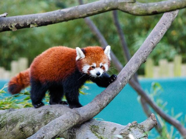Малая панда, красная панда