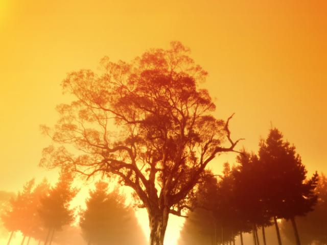 Рассвет, туман, деревья