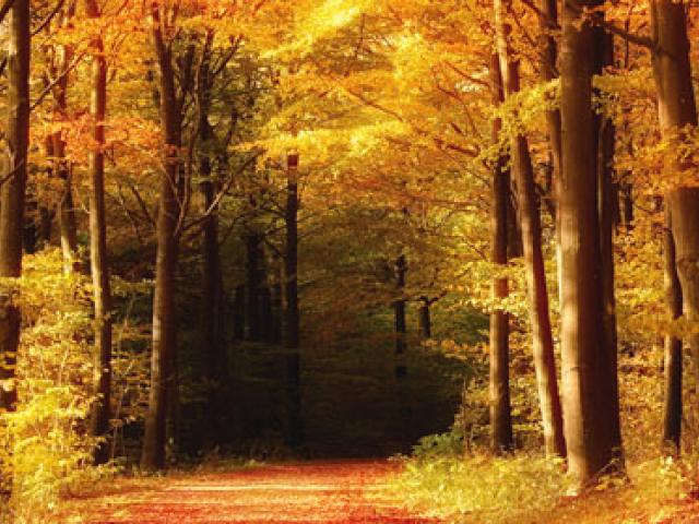 Осенний лес, дорожка