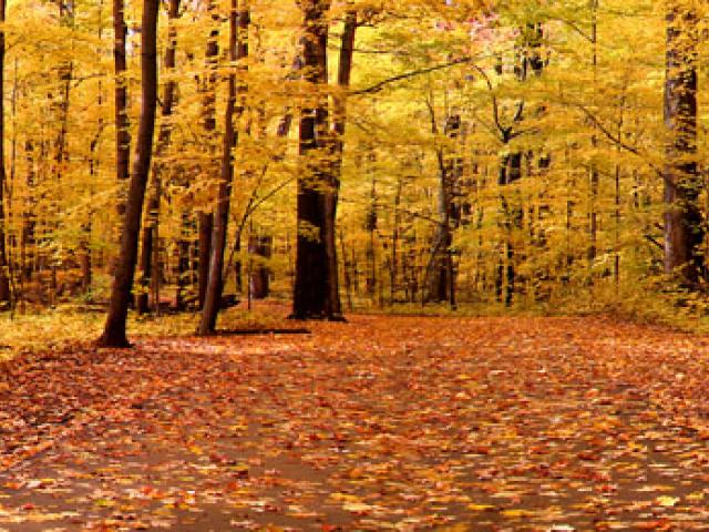 Осенний лес, скамейка