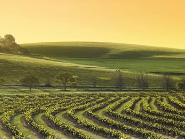 Виноградник, панорама