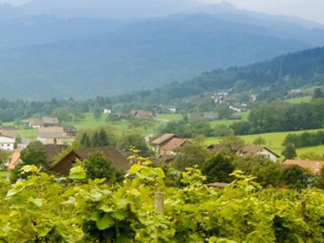 Виноградник с видом на деревню