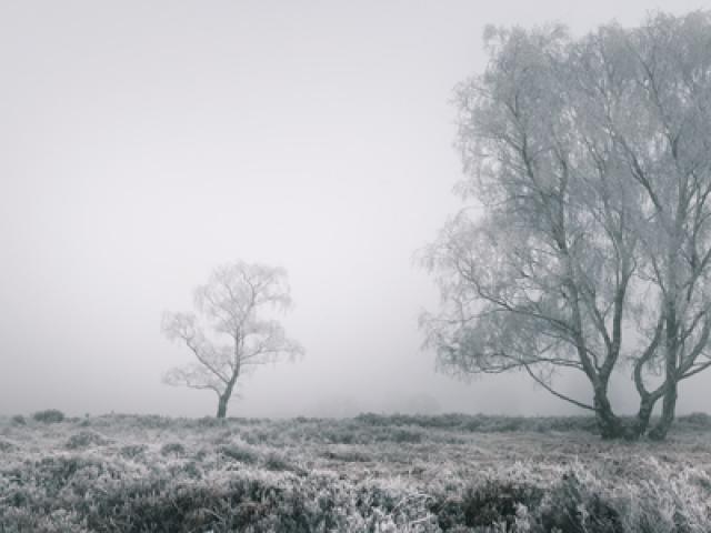 Зима, деревья, туман