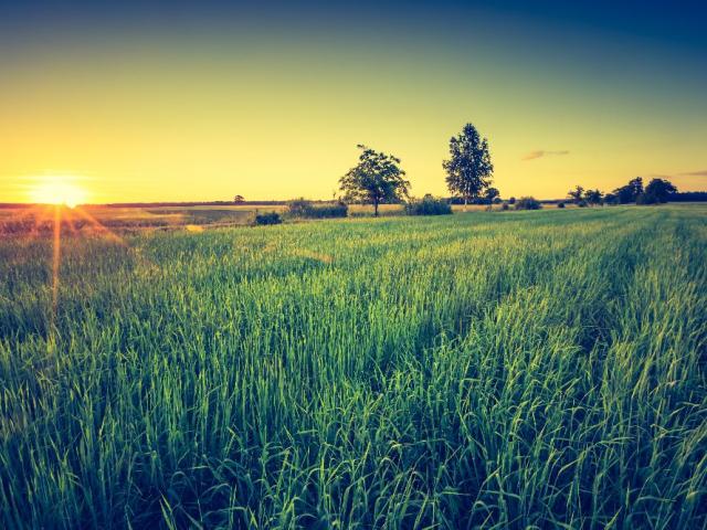 Поляна, высокая трава, лучи Солнца, фотофильтр