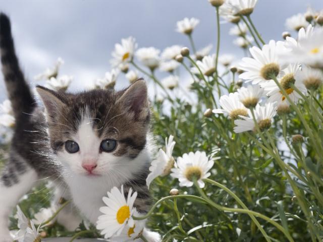 Котёнок, ромашки