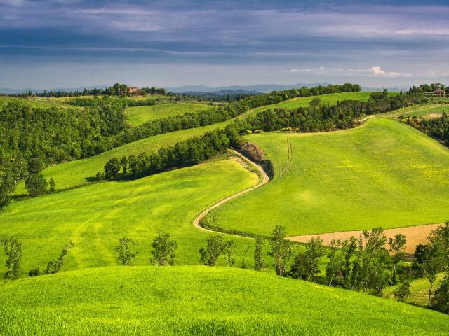 Ярко-зелёные холмы, лес