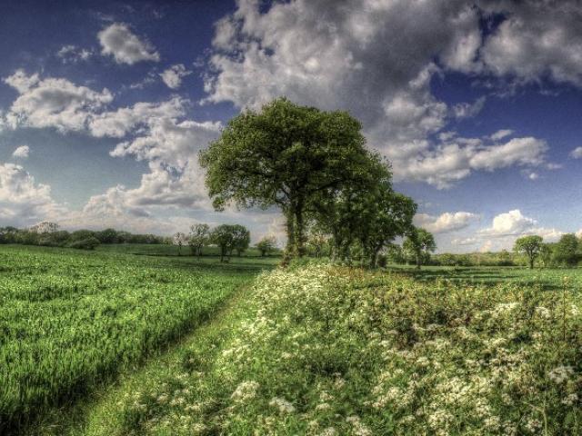 Поляна, дерево, облака, фотофильтр