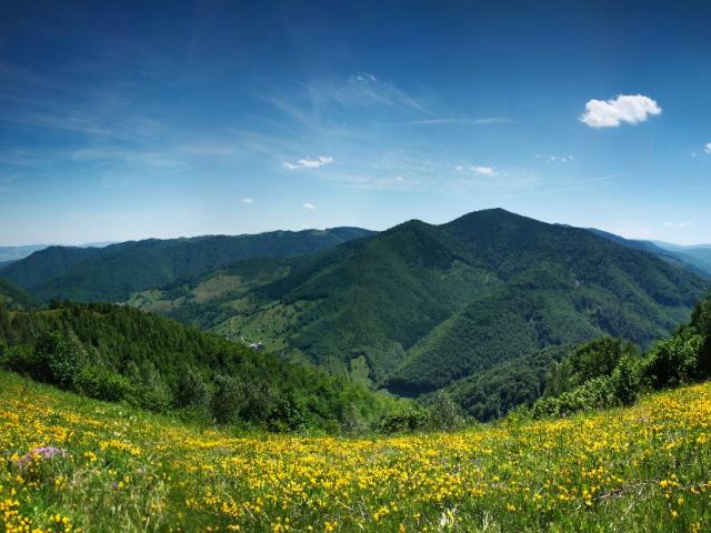 Поляна, жёлтые цветы, горы